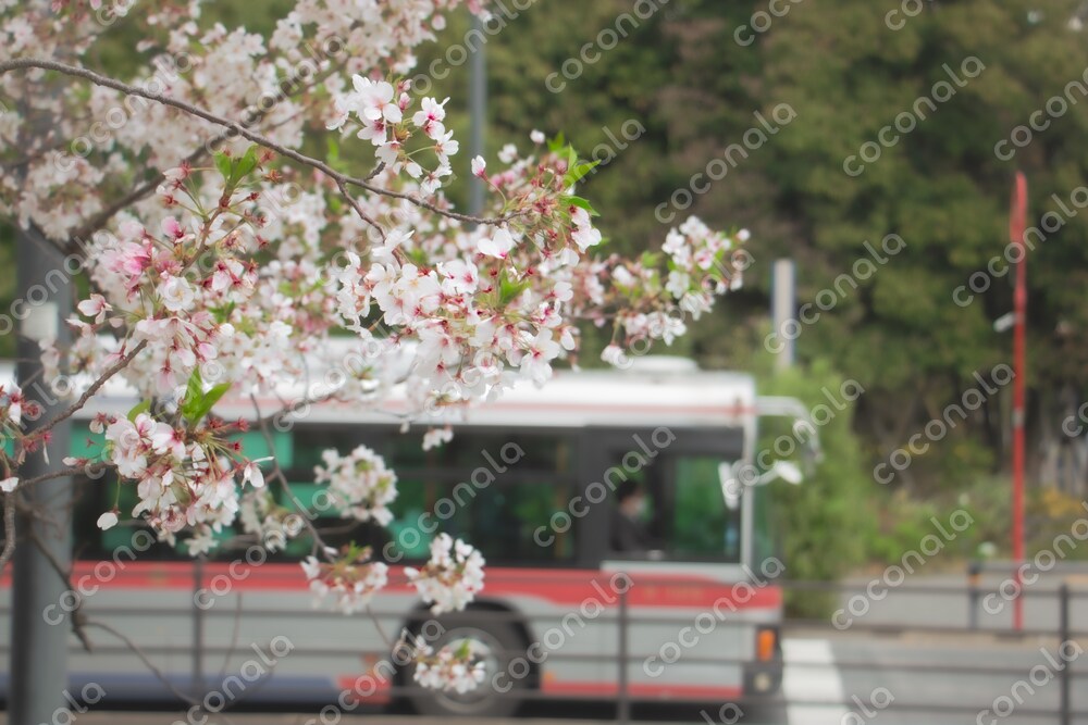 桜