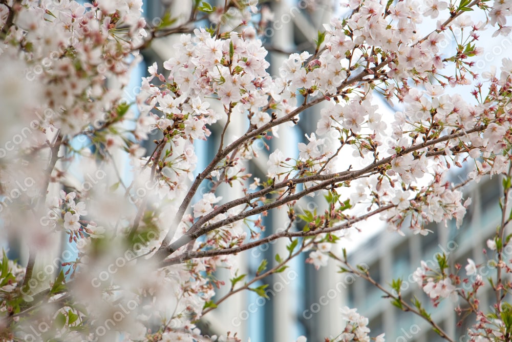 桜
