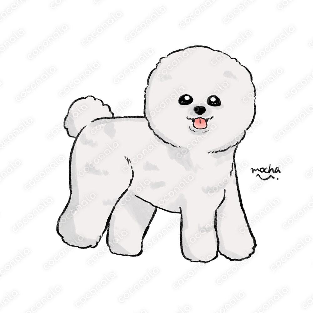 ビションフリーゼのイラスト