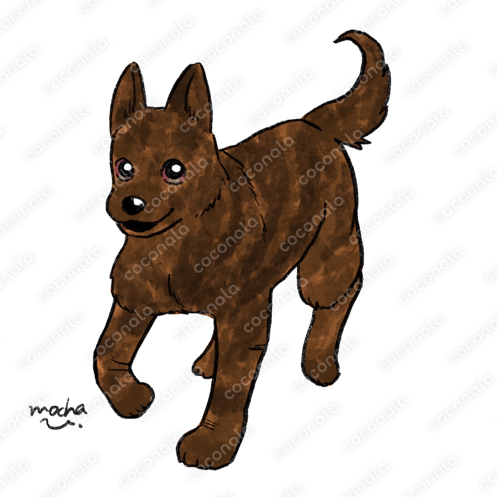 甲斐犬のイラスト