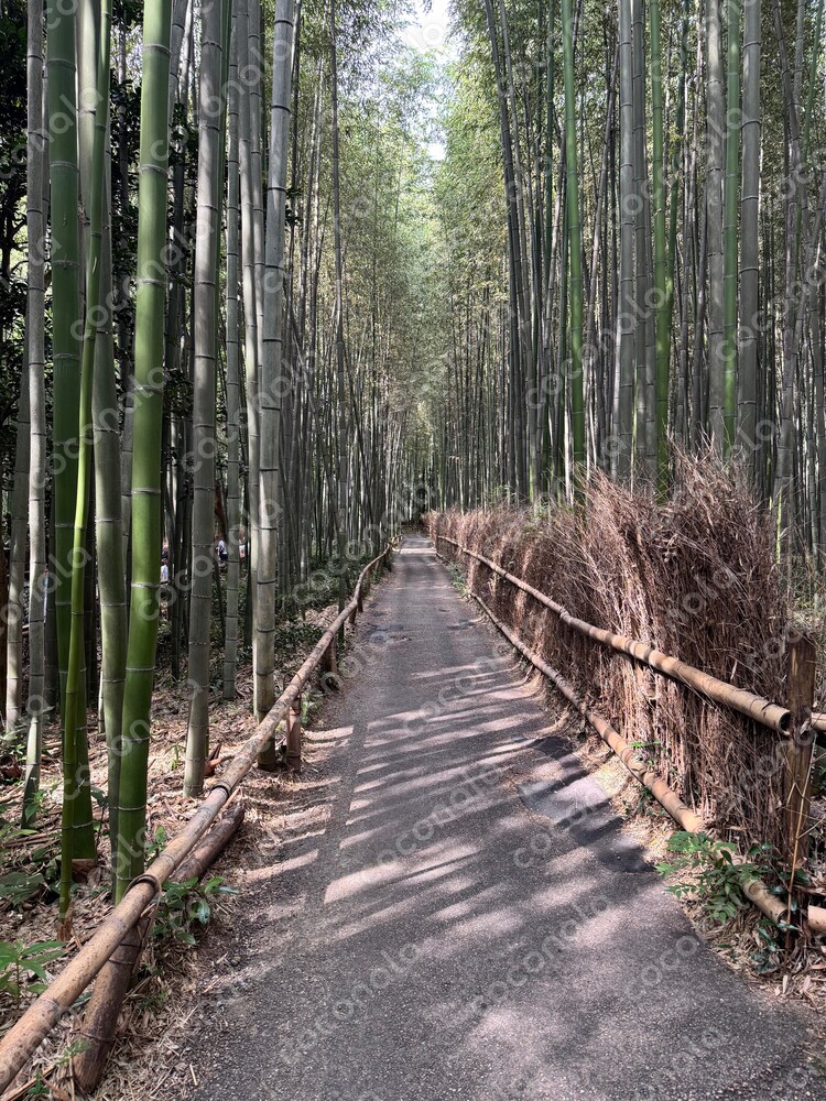 嵐山