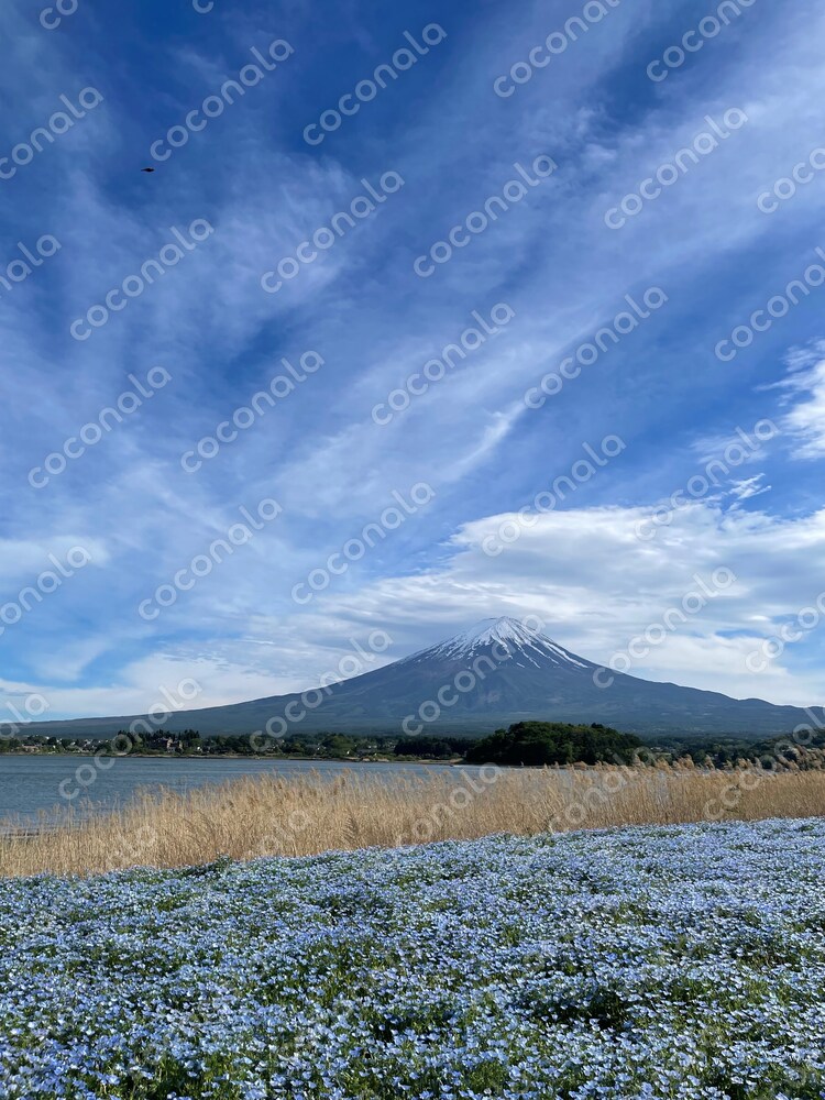 縁起の良い写真。山梨県河口湖。富士山。ネモフィラ