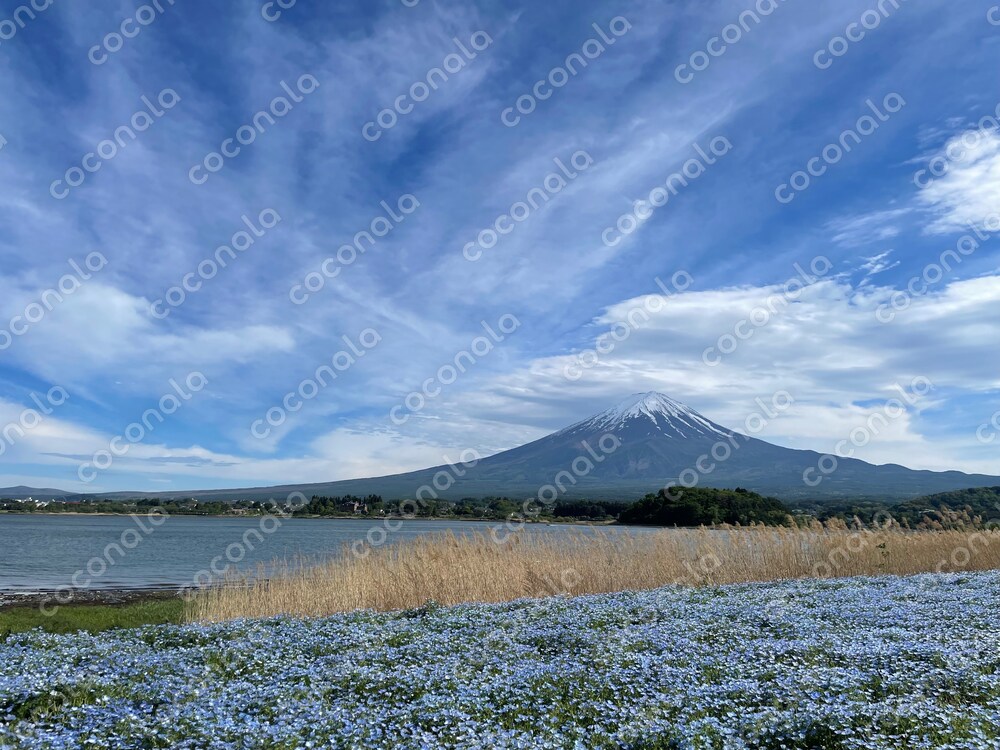 縁起の良い写真。波動の高い写真。山梨県河口湖。富士山。ネモフィラ