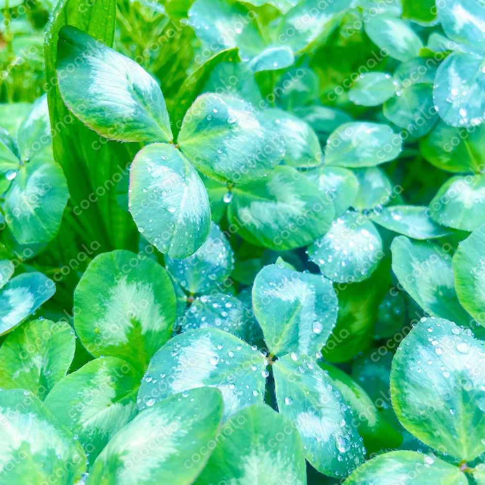 雨上がり