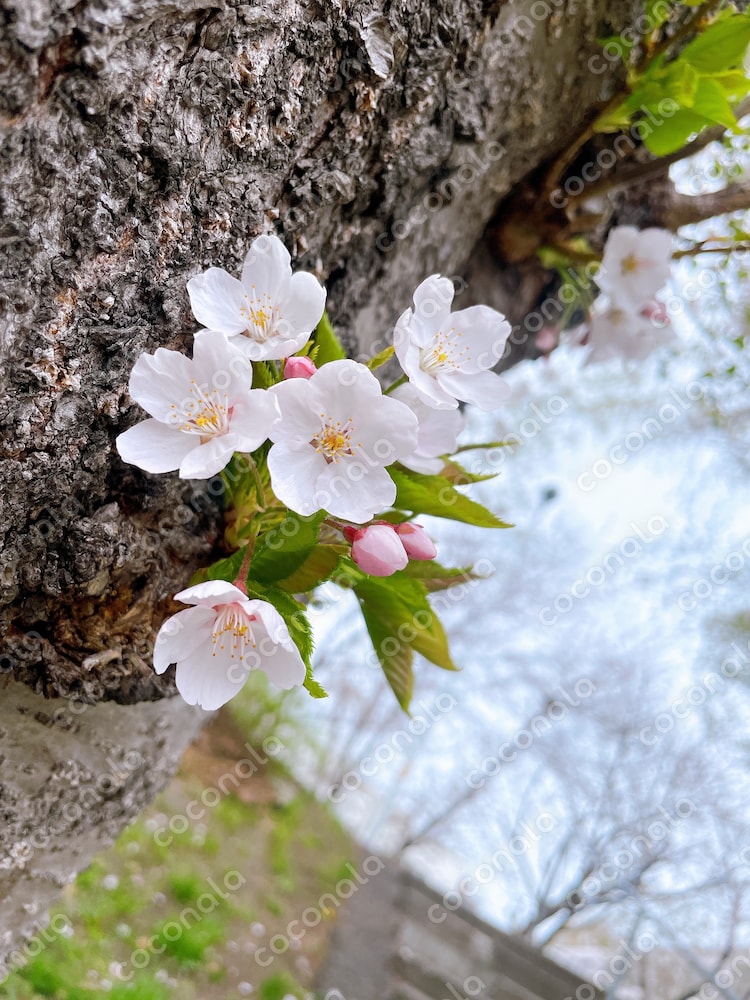 桜