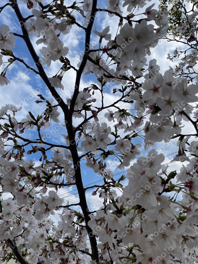 桜と青空
