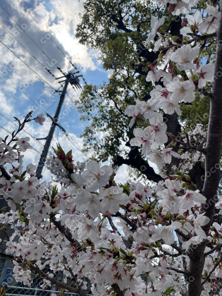 桜　壁紙　幻想的