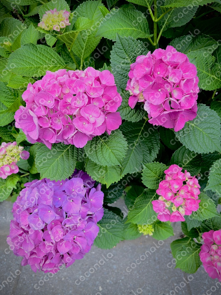お花の写真