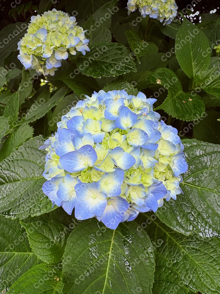 お花の写真