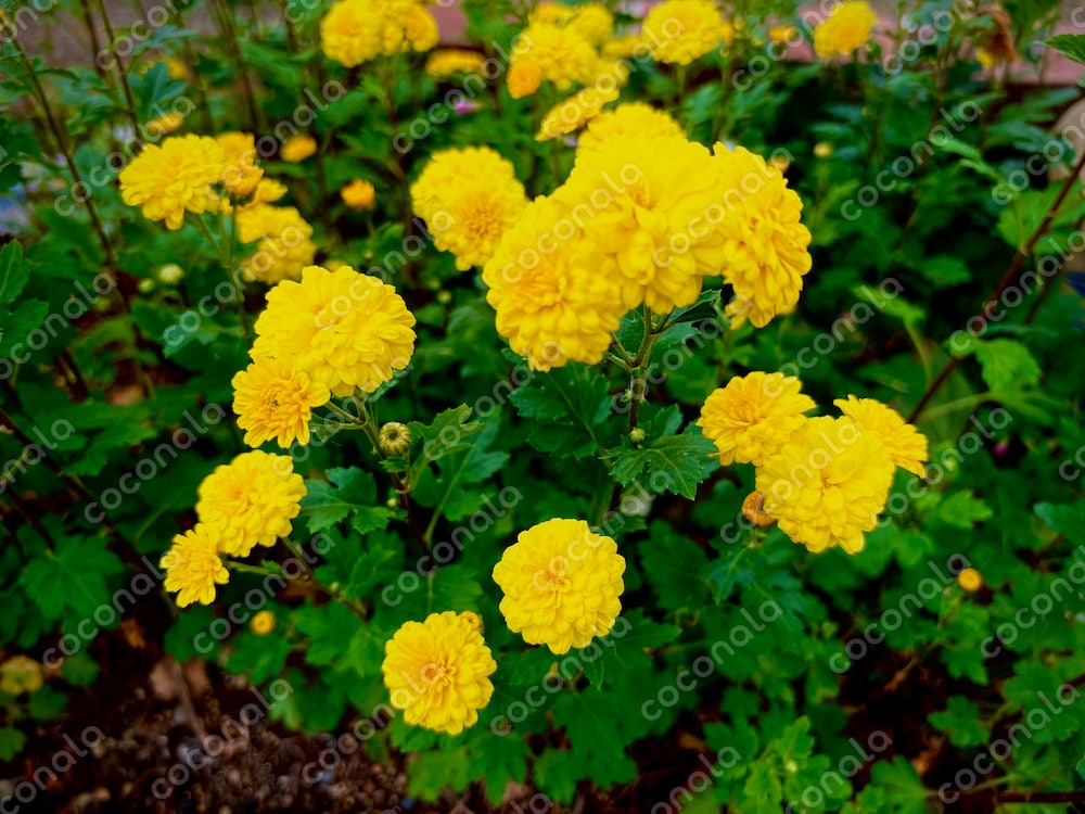 お花の写真