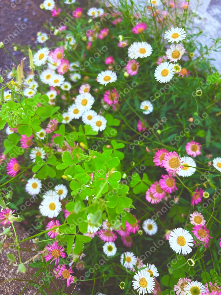 お花の写真