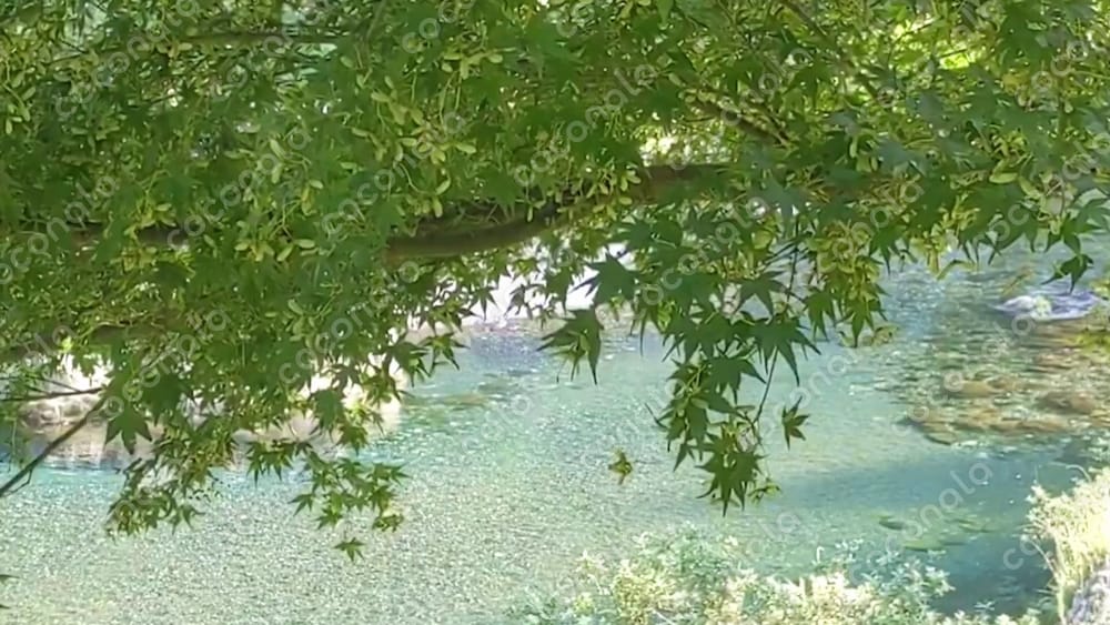 【オリジナル動画】奥山の夏もみじと清流（10秒・HD 1920×1080）