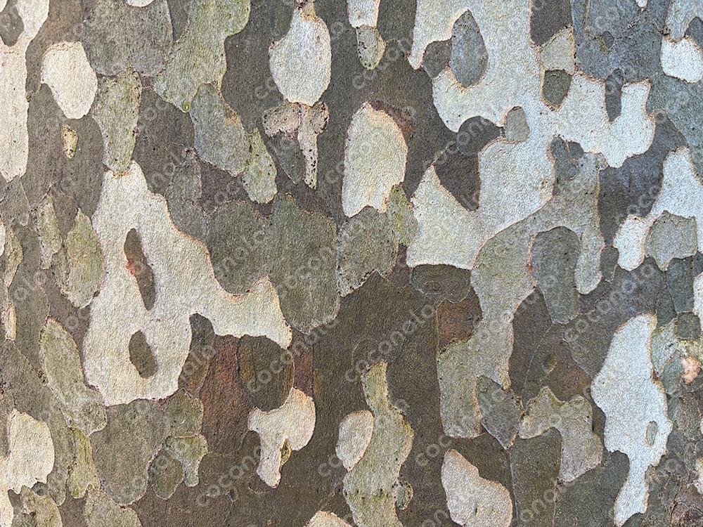 樹皮pattern1