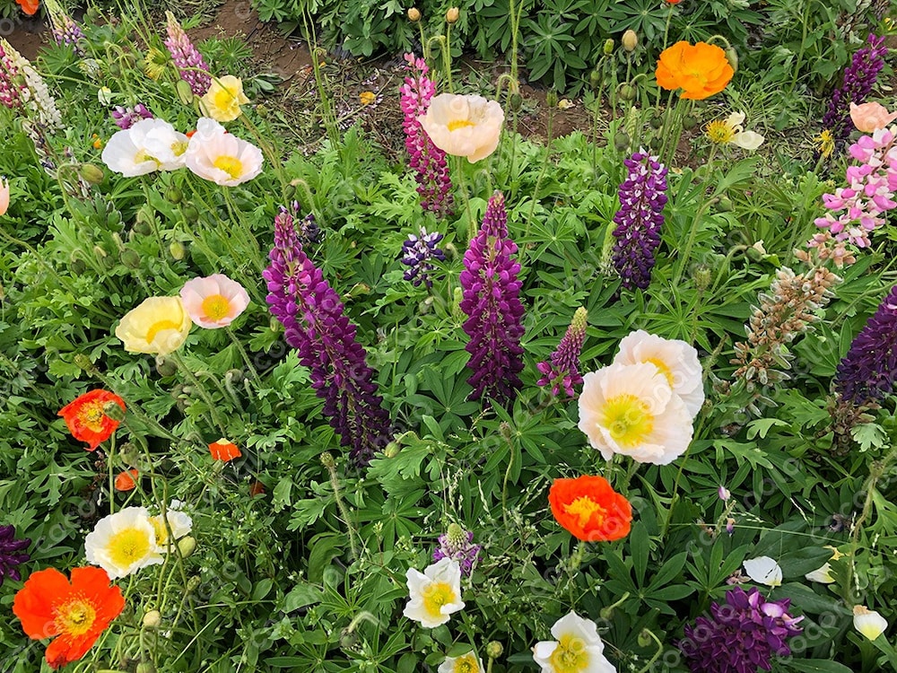 春の花