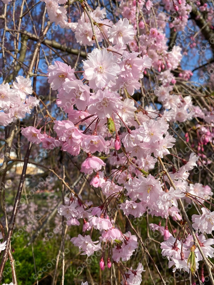癒しの桜