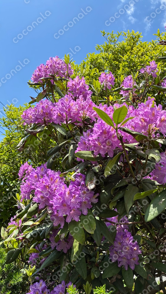 大きな木に育った石楠花(シャクナゲ)