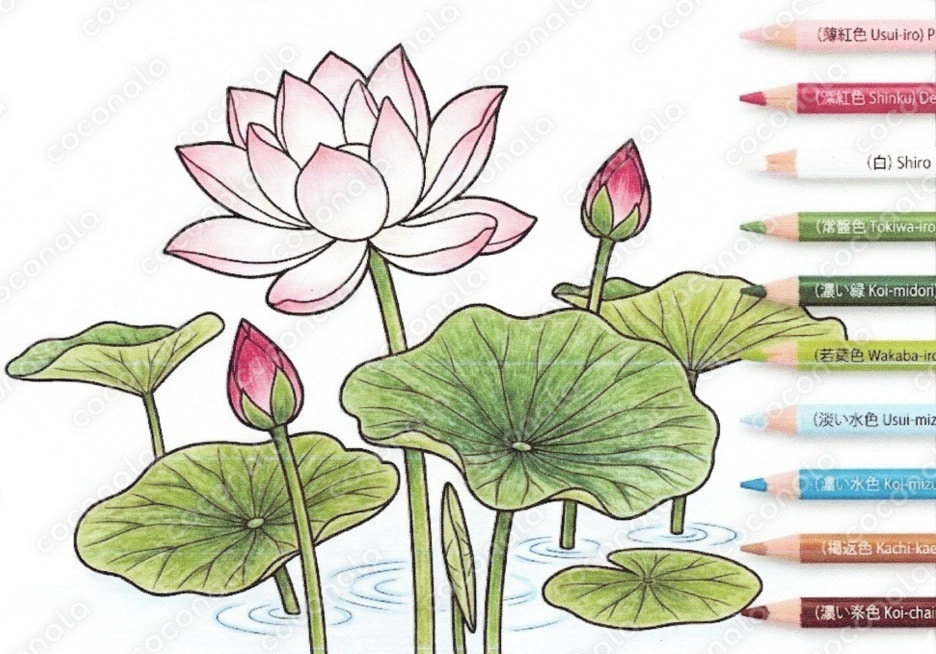 無心で塗れる大人の塗り絵①【蓮の花】