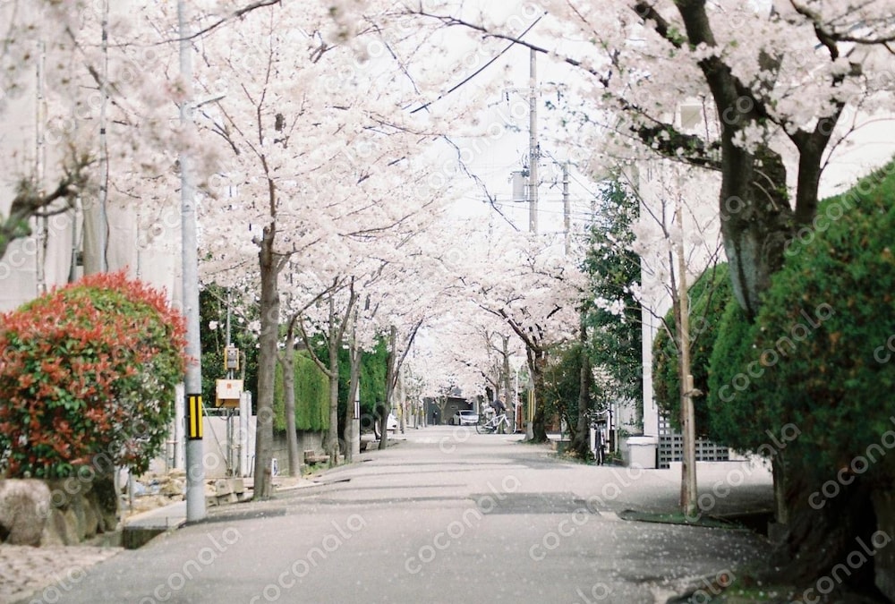 桜のトンネル