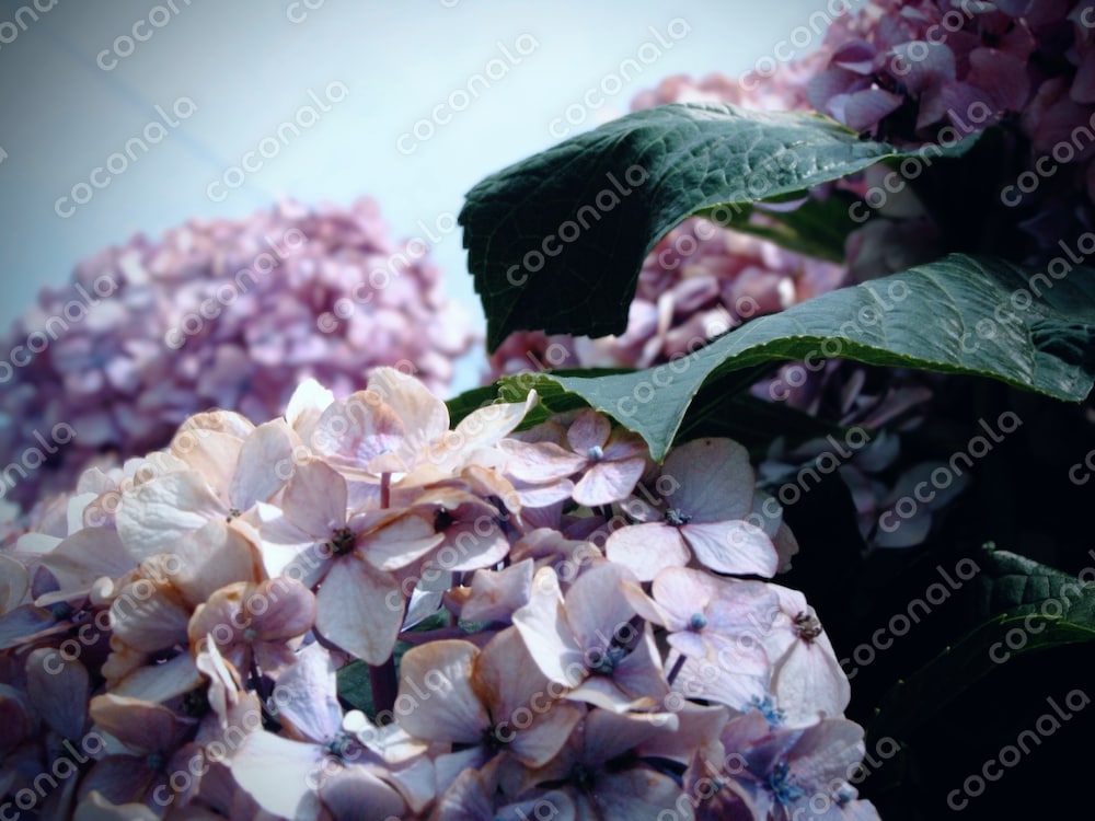 ピンクの紫陽花の写真