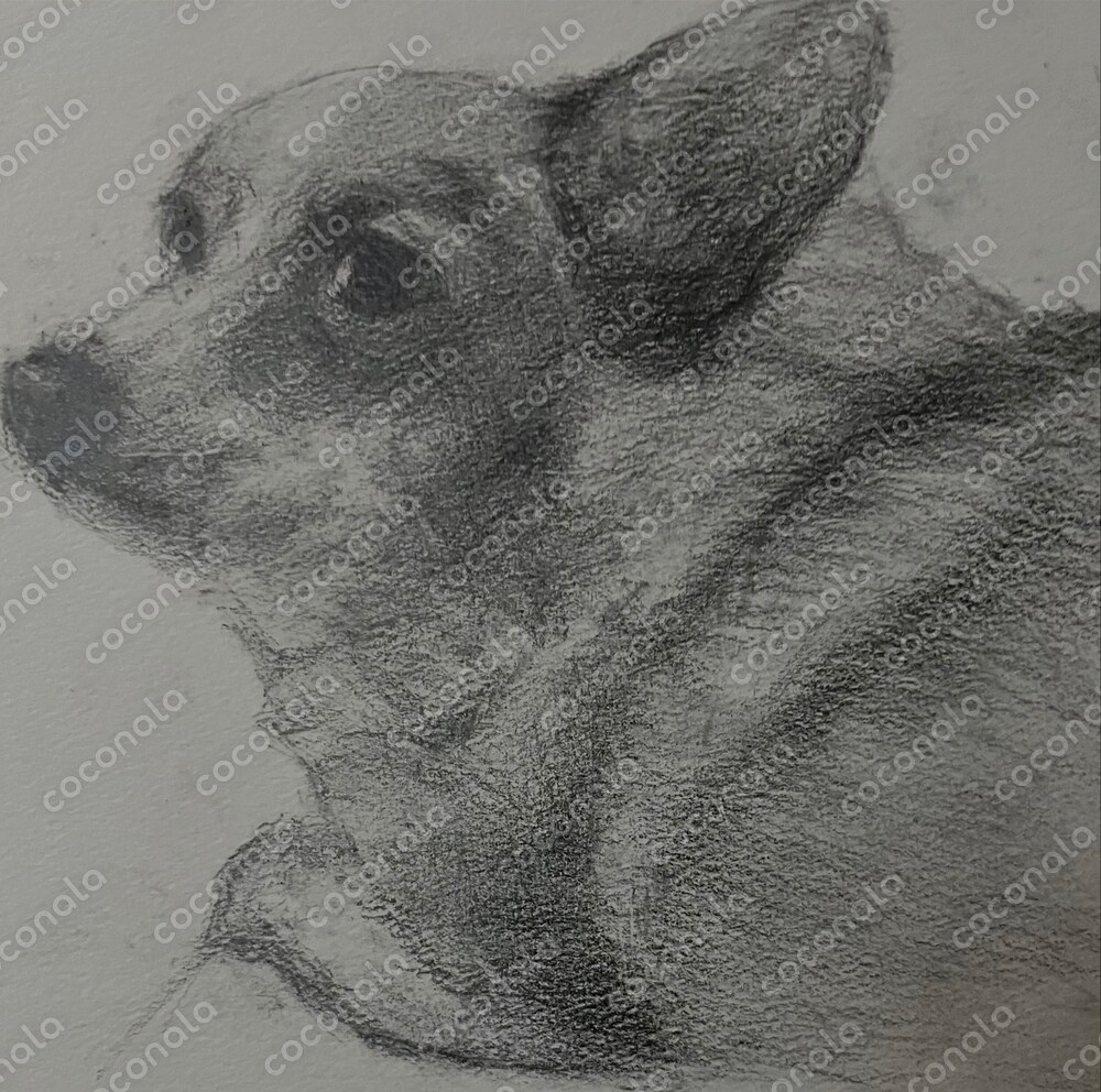 値下げしました！オリジナルのペットの鉛筆画 世界に一枚だけのペット肖像画 | ココナラコンテンツマーケット